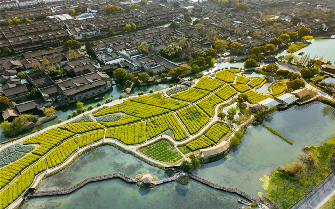 江南水乡狂欢节-第十八届中国乌镇乌村香市 赏花踏青 乌镇龙形田 (1).jpg