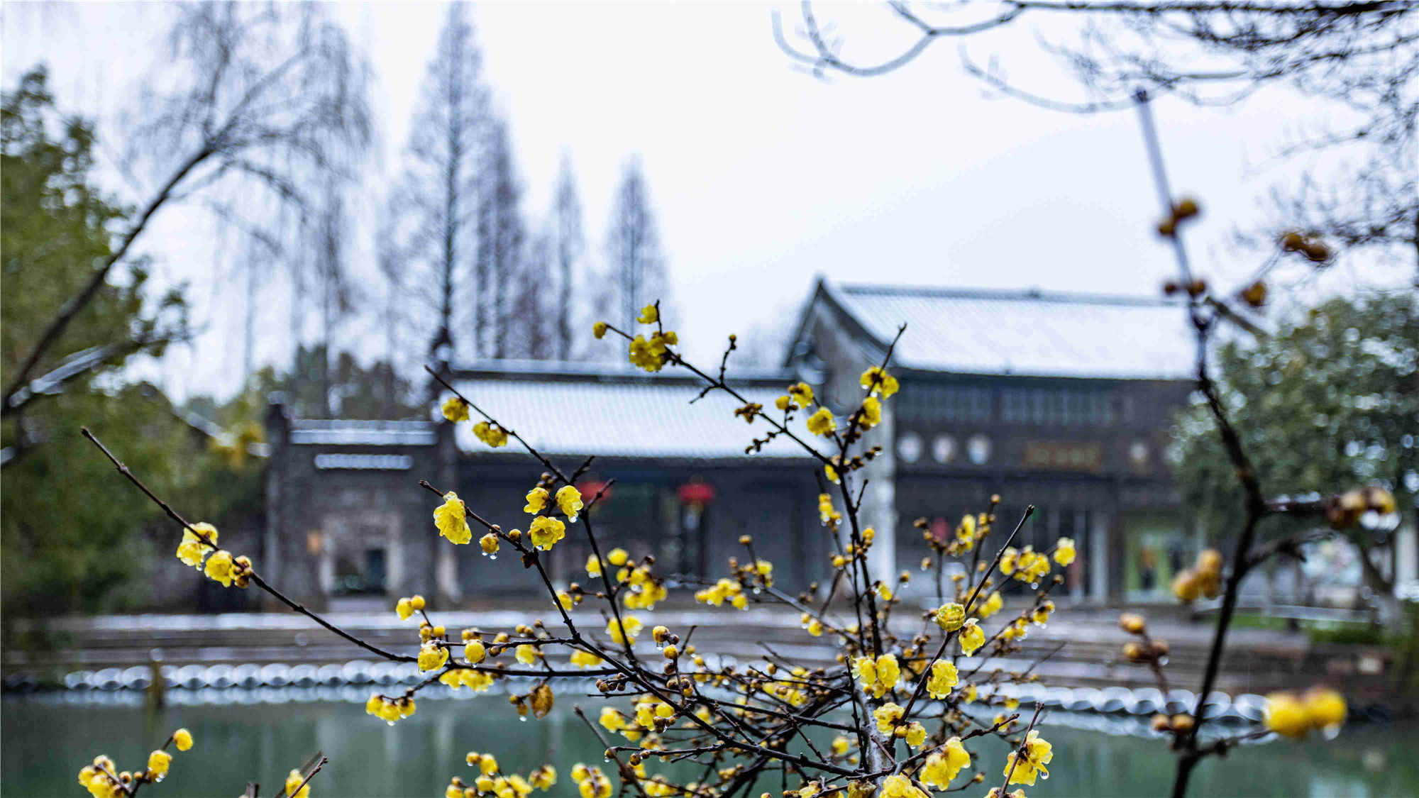 2022乌镇雪 (13)_副本_副本.jpg