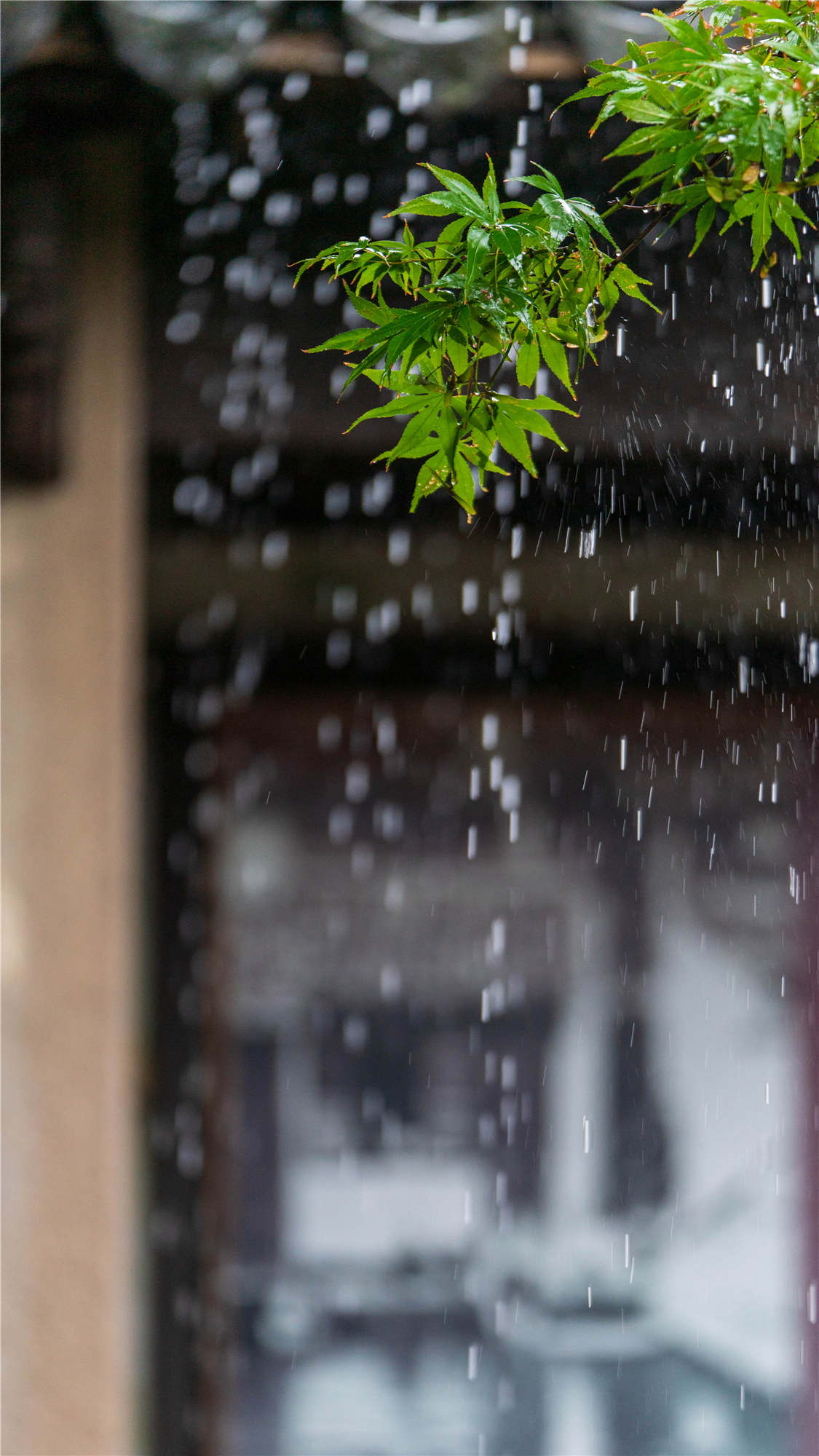 20210913西栅雨景 (3)_副本_副本.jpg