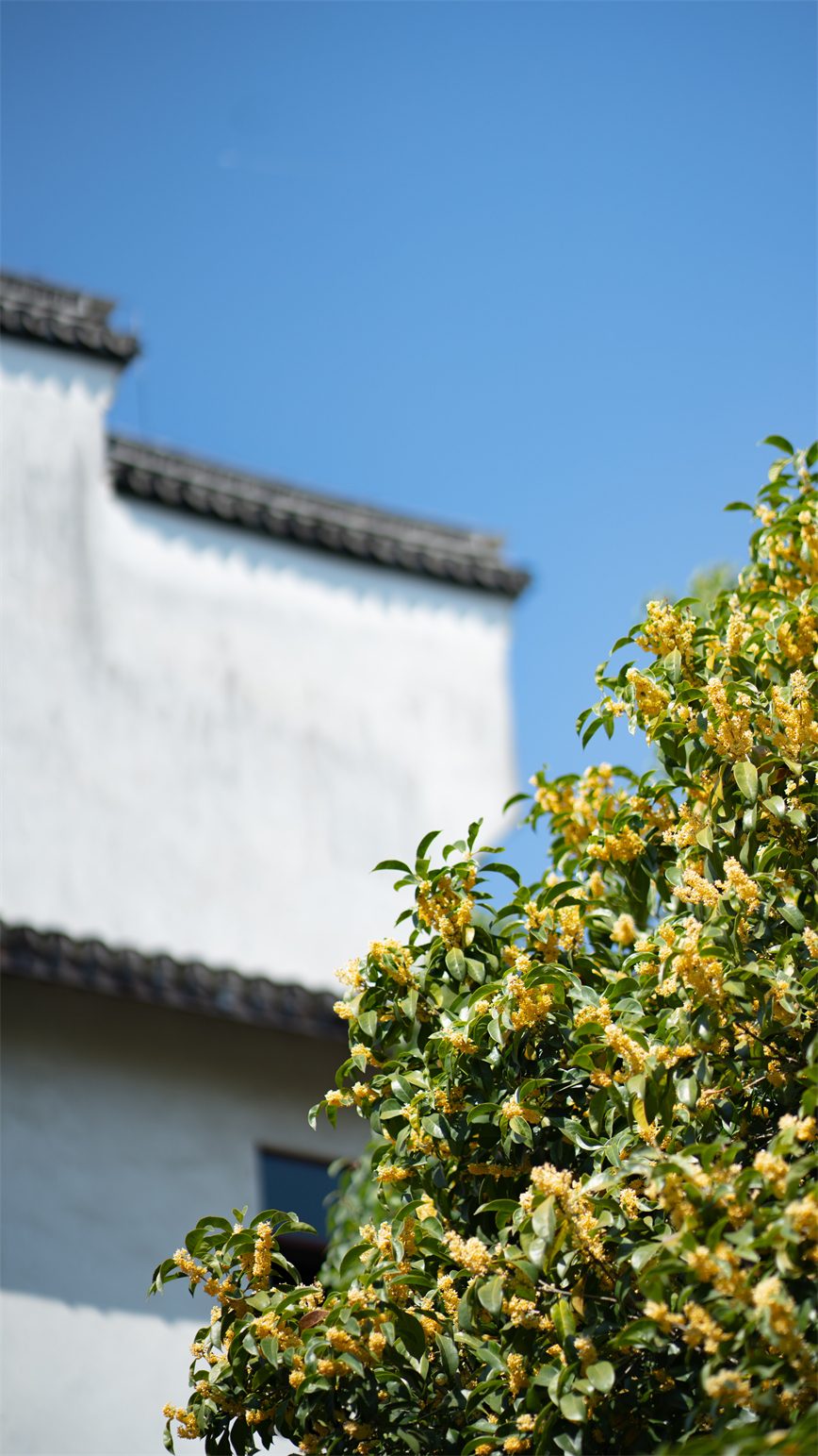 1728434961752566.jpg 20221019桂花_6.jpg