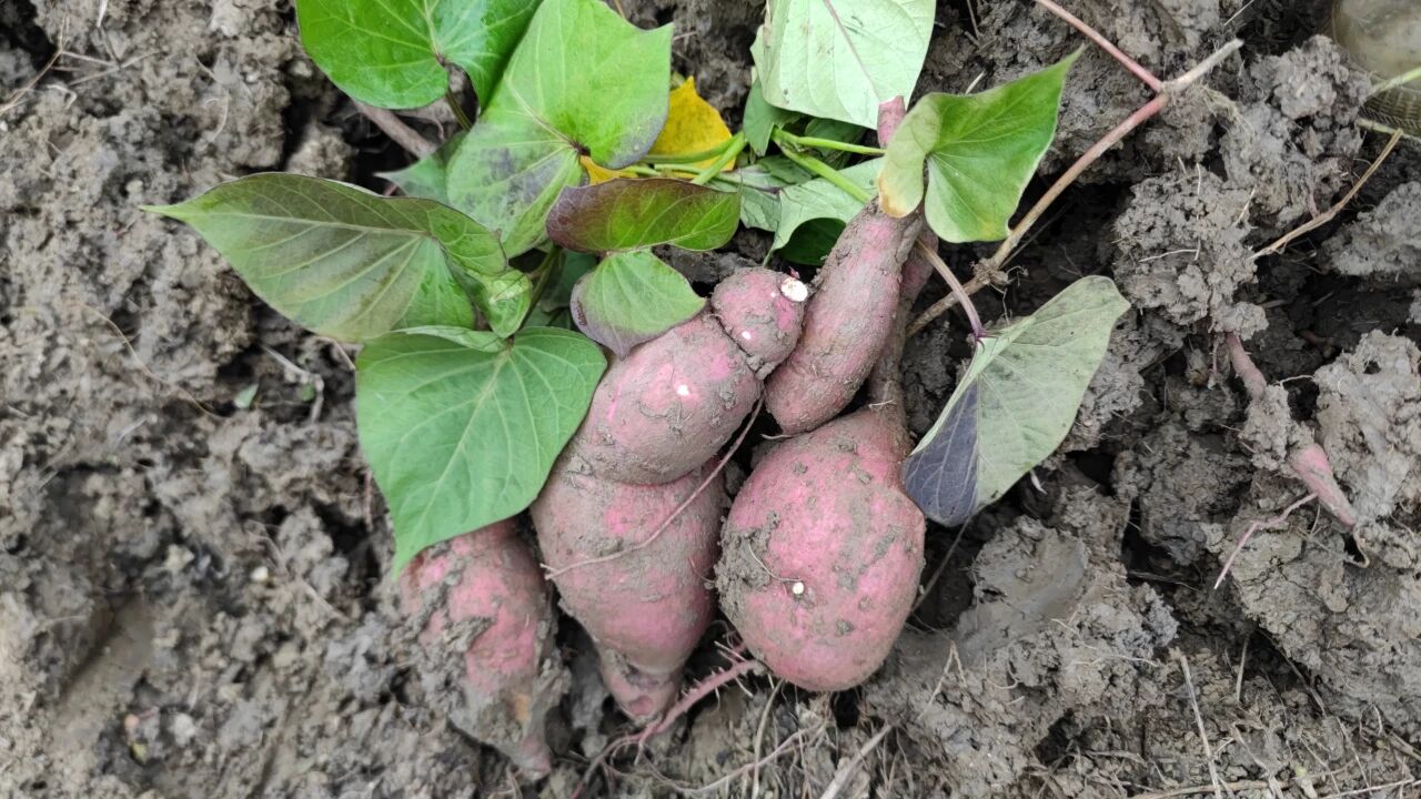 1762908839356300.jpg c61bd25b62e42c802bc9e8577abcce93.jpg