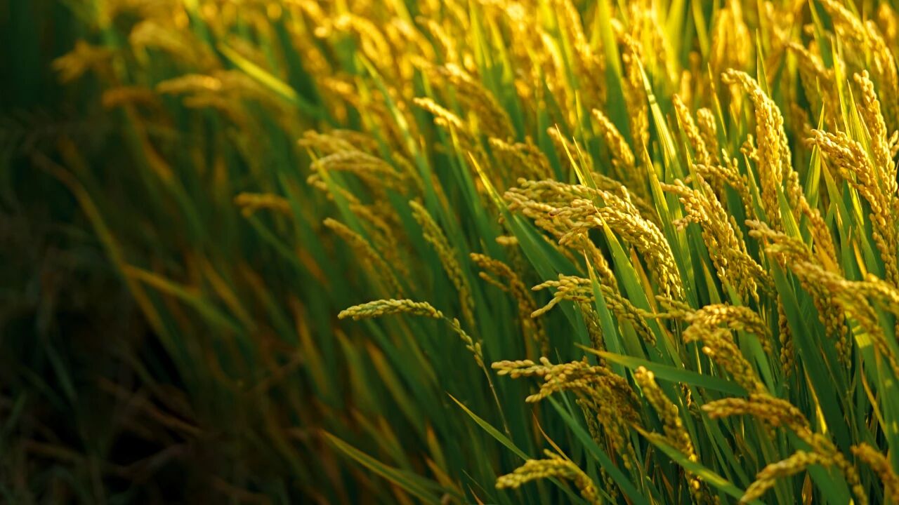 1762908966453063.jpg 9a2174d4ae10694296425fcdced7136f.jpg